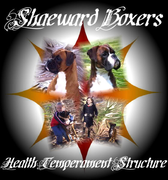 Shaeward Boxers