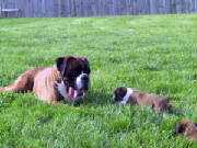 Kodi with male puppy