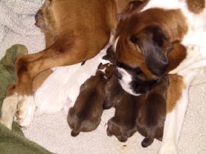 Kyle/Poppins puppies at birth